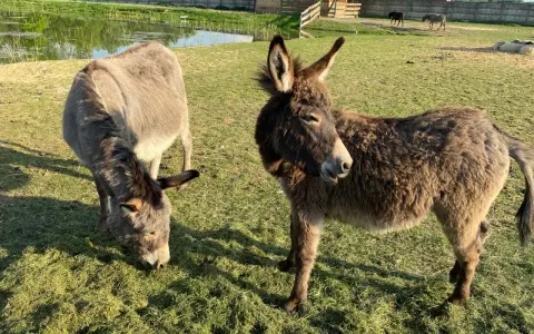Urocza agroturystyka ze zwierzętami w górach. Dwa osiołki pasą się na zielonej łące, w tle staw i drewniany domek.
