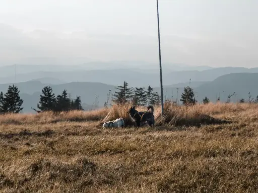 Dwa psy cieszą się wolnością na górskim szlaku. Idealne miejsce, gdzie w góry z psem.