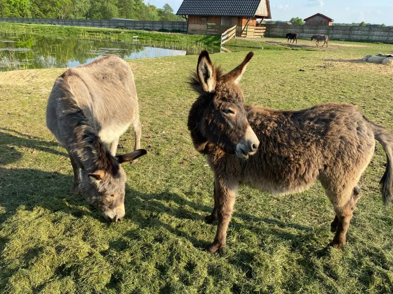 Urocze osiołki na zielonej łące. Idealne miejsce na agroturystykę śląskie ze zwierzętami, gdzie można odpocząć i podziwiać naturę.